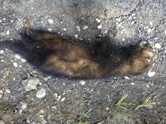 Mustela putorius