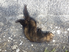 Mustela putorius