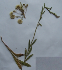 Erigeron acris acris