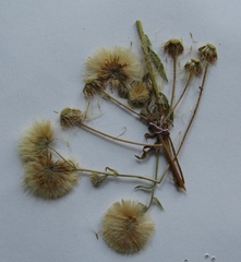 Erigeron acris acris