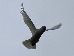 Cacatua goffiniana