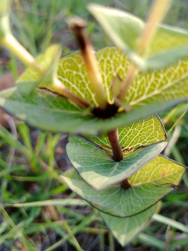Hypericum connatum (Hypericum connatum)