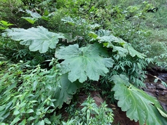 Gunnera manicata