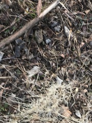 Microstegium vimineum