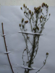 Centaurea stoebe stoebe