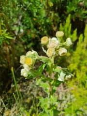 Helichrysum foetidum