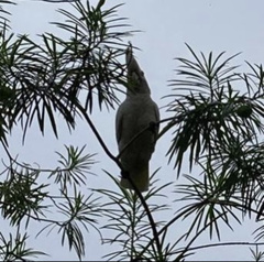 Cacatua