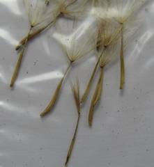 Tragopogon podolicus