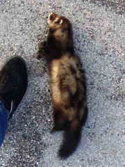 Mustela putorius