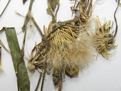 Tragopogon podolicus