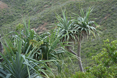 Pandanus decumbens