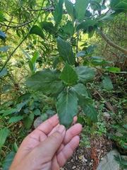 Ficus sur