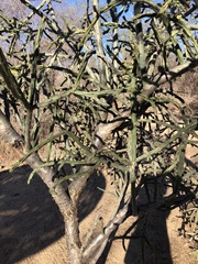 Cylindropuntia thurberi