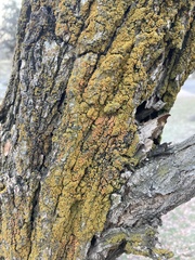 Candelariaceae
