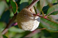 Sphodromantis viridis