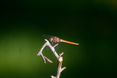 Orthemis ferruginea