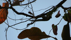 Tamiops mcclellandii