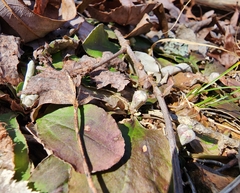 Antennaria solitaria