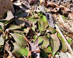 Antennaria solitaria