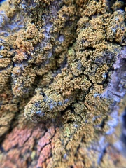 Candelariaceae