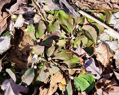 Antennaria solitaria