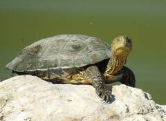 Mauremys leprosa