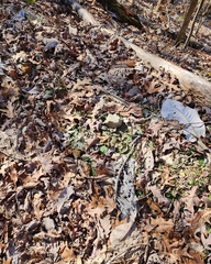 Antennaria solitaria