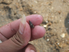 Batillaria zonalis