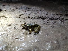 Lithobates neovolcanicus