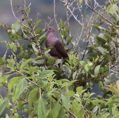 Patagioenas subvinacea