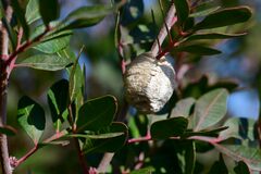 Sphodromantis viridis