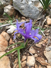 Iris planifolia