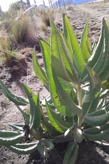 Asclepias notha