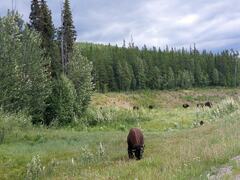 Bison bison athabascae