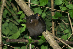 Cynopterus sphinx