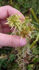 Sphagnum magellanicum