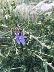 Teucrium fruticans