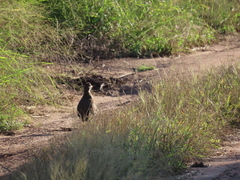 Pternistis natalensis