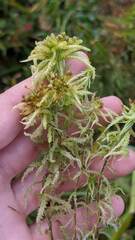 Sphagnum magellanicum