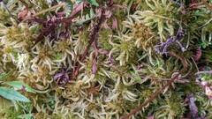 Sphagnum magellanicum