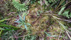 Sphagnum magellanicum