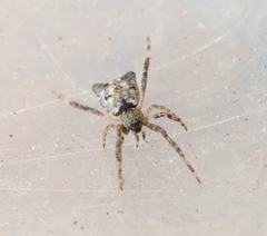Episinus