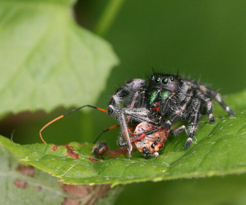 Bold Jumping Spider photographed in Arkansas