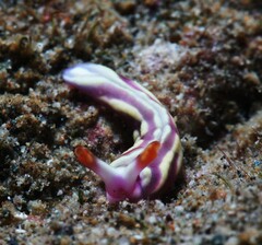 Thuridilla albopustulosa