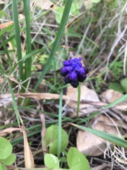 Muscari commutatum