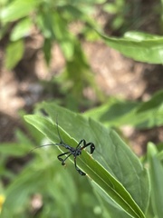 Acanthocephalini