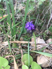 Muscari commutatum