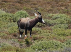 Damaliscus pygargus pygargus