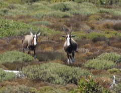 Damaliscus pygargus pygargus