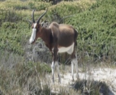 Damaliscus pygargus pygargus